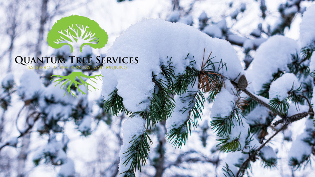 Snow load and tree branch breakage from Quantum Tree Services.
