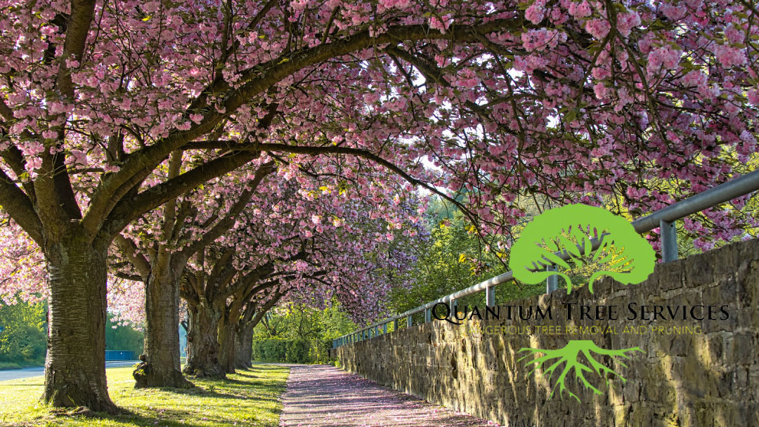 How Trees Prepare for Spring Growth