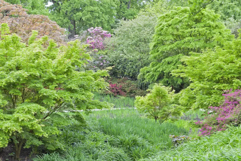 The Best Trees to Plant in Your Yard or Garden