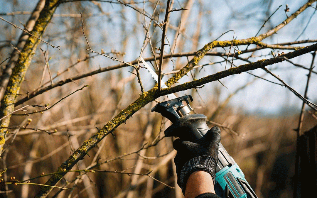 Fall Tree and Hedge Maintenance